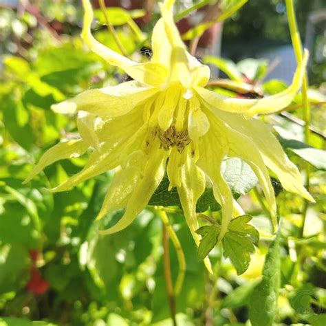 Купить Клематис гибридный Golden Surprise - Клематис - GardenPlants