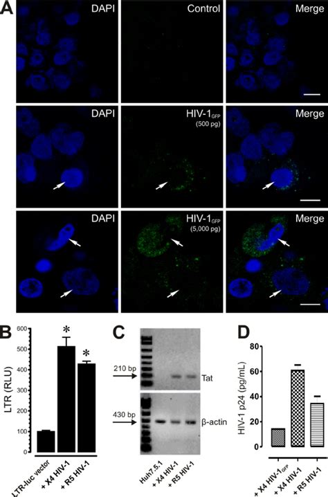 Hiv Infection In Huh Cells A Cellular Localization Of Hiv