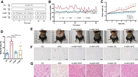 H Adf And H Adc Ameliorates Hfd Induced Adiposity A Overview Of The