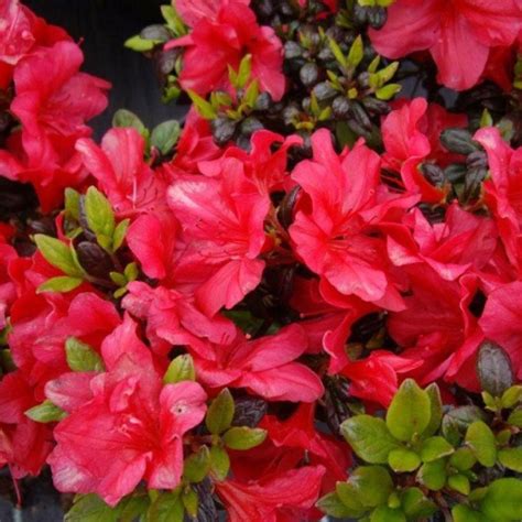 Азалия японская «Марушка»