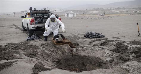 Gripe aviar en Perú Gripe aviar mató a más de 100 mil aves de áreas