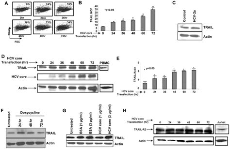 A And B Huh7 Cells Were Transfected With Hcv Core Protein For