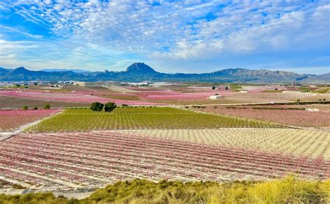 El padre de la Floración de Cieza desvela el secreto de sus