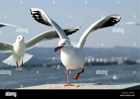 The Elf Dance Stock Photo - Alamy