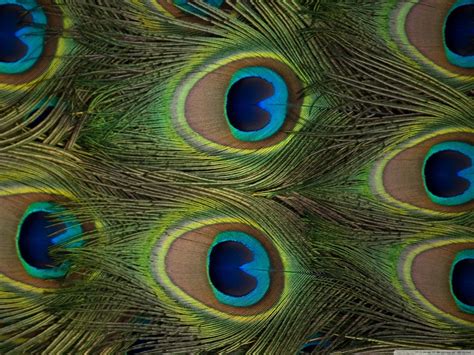 Free Download Peacock Feather Wallpaper [1280x960] For Your Desktop