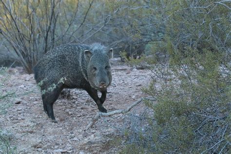 Face To Face With A Javelina Or Collared Peccary Tayassu Flickr