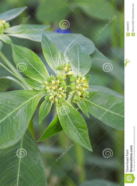 Planta Del Heterophylla Del Euforbio Foto De Archivo Imagen De