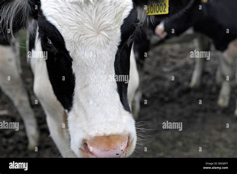 Dairy Cow Portrait Stock Photo Alamy