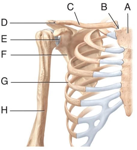 The Pectoral Girdle Consists Of 2 Bones Labeled And In The