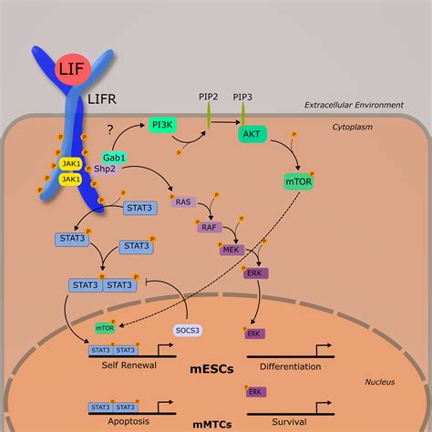 Frontiers Emerging Perspectives On Leukemia Inhibitory Factor And Its