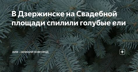 В Дзержинске на Свадебной площади спилили голубые ели | АиФ – Нижний ...