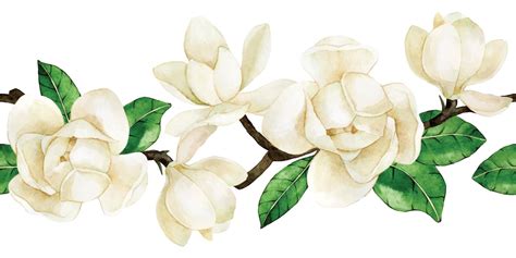 Watercolor Drawing Seamless Border With White Magnolia Flowers