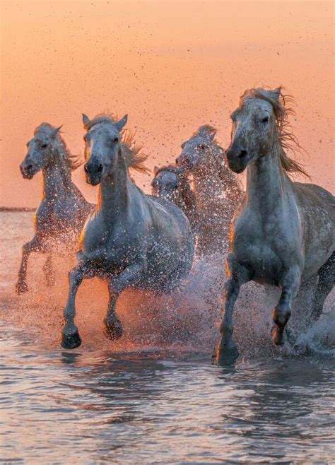 How To Visit the Camargue National Park, France (2025)