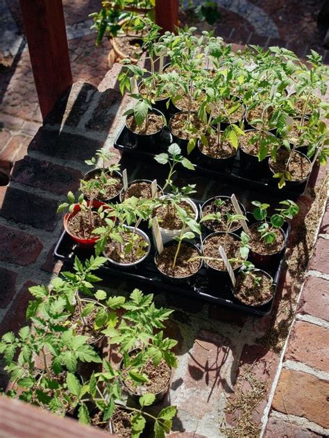 Don’t Make These 12 Common Seed Starting Mistakes—What To Do Instead ... 