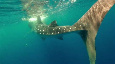 From Cancún Swim With Whale Sharks Experience Getyourguide