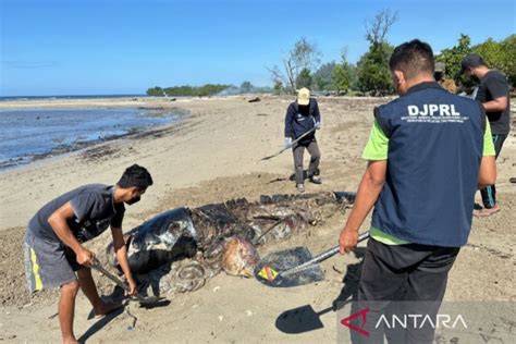 Kkp Tangani Mamalia Laut Terdampar Di Ntt Antara News