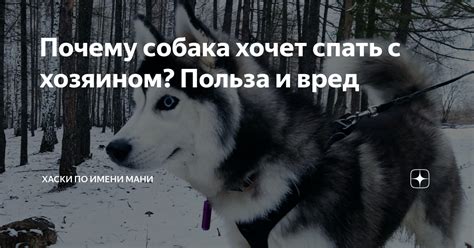 Почему собака хочет спать с хозяином? Польза и вред | Хаски по имени ...