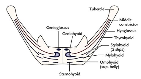 Hyoid Bone Anatomy