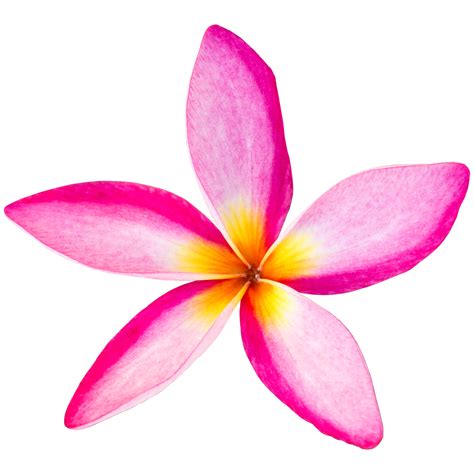 Fleurs Tropicales De Frangipanier Isol Es Png