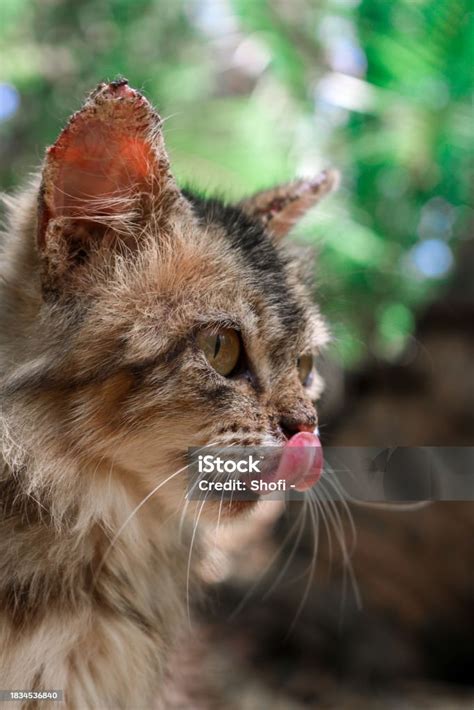 close    maine coon kittens face cute fluffy  brown cat