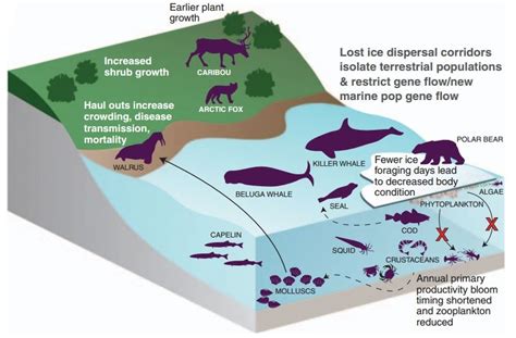 Knock-on effects for wildlife as the Arctic loses ice - Carbon Brief