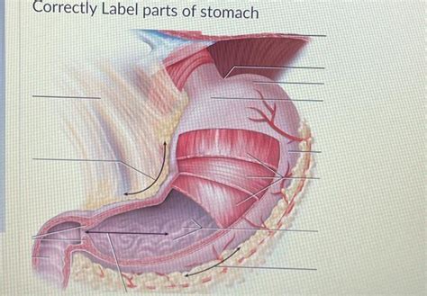 Solved Correctly Label parts of stomach | Chegg.com