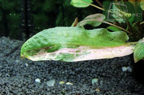 Cryptocoryne Wendtii Var Florida Sunset Московские Аквариумные Растения