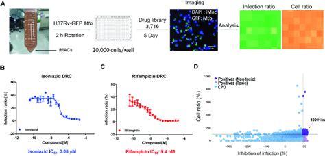Compound Library Screening Using Mtb Infected Imac A Schematic Download Scientific Diagram