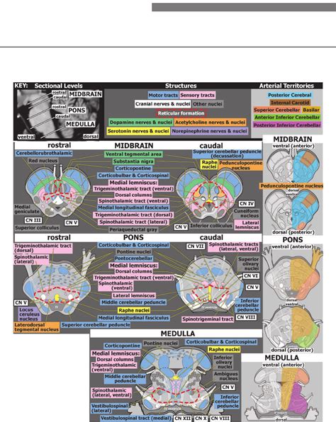 The Brainstem: Anatomy, Assessment, and Clinical Syndromes (PDF ...