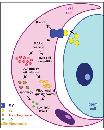 Full Article Egfr Signaling Promotes Basal Autophagy For Lipid