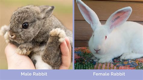 Male Vs Female Rabbit Differences Explained With Pictures Hepper