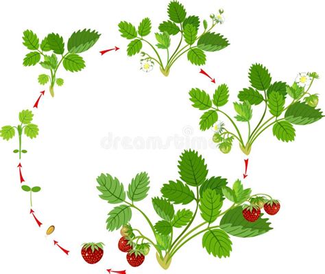 Life Cycle Of Strawberry Stock Vector Illustration Of Horticulture