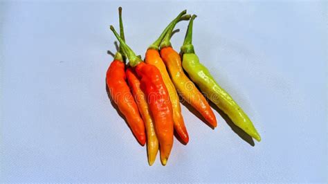 Fresh Hot Red Cayenne Pepper Stock Image Image Of Fresh Chilli 278612845