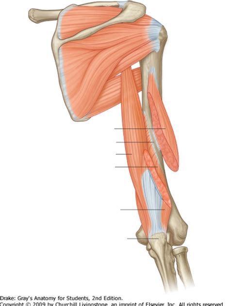 Diagram Of Week 2 Posterior Arm Muscles Quizlet