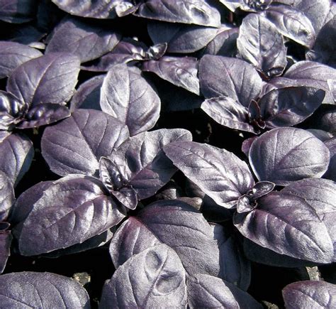 Purple Basil seeds – Shop by Greenic Exotics