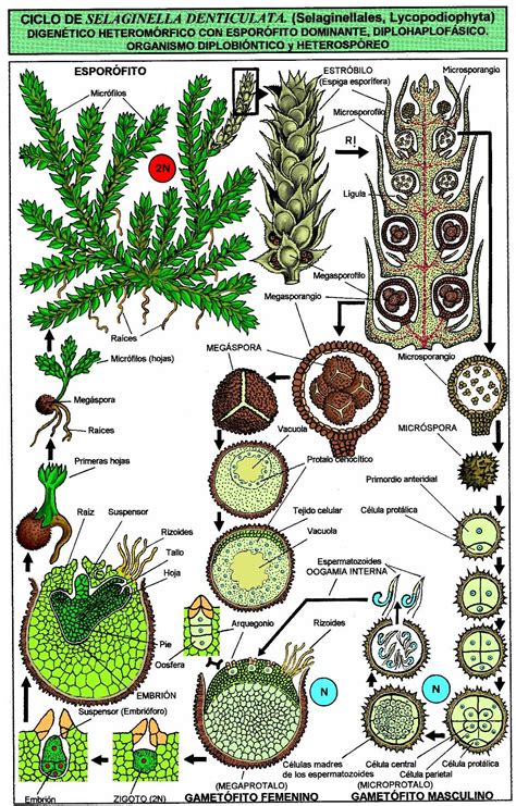 Selaginella Life Cycle