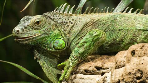 🔥 [40+] Green Iguana Wallpapers | WallpaperSafari