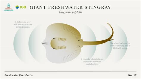 Giant freshwater stingray | IGB