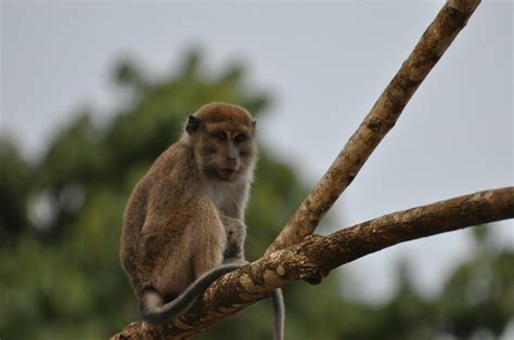 Georgia Town Grapples With Prospective Monkey Breeding Facility La