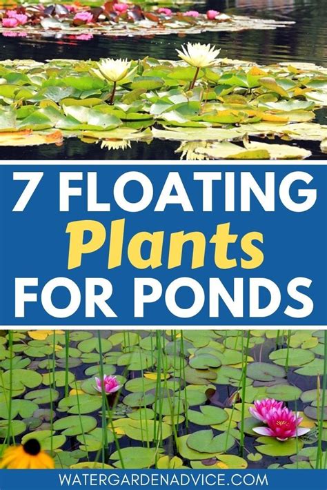 Floating Pond Plants Artofit