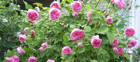 Familiar but unfamiliar: the Bourbon Rose - Dave's Garden