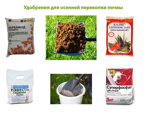 Чем подкормить смородину для лучшего урожая: виды удобрений и применение