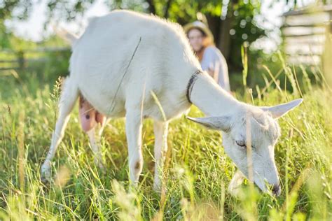 Maximizing Goat Milk Production: Tips for Dairy Goat Farmers