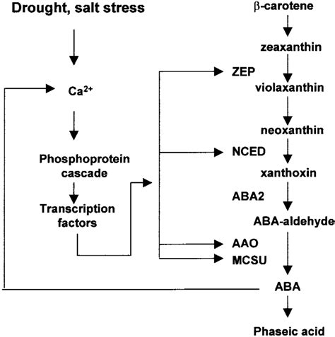 Pathway And Regulation Of Aba Biosynthesis Download Scientific Diagram