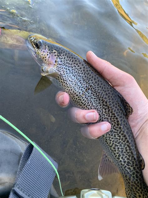 First Trout Of The Season R Flyfishing