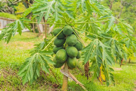 How To Plant Grow And Harvest Papaya Harvest To Table