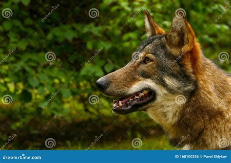 Wolf Face Close Up stock photo. Image of autumn, lupus - 160100256