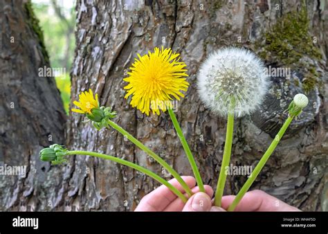 Dandelion Flower The Life Cycle Of A Dandelion Stages Of Development