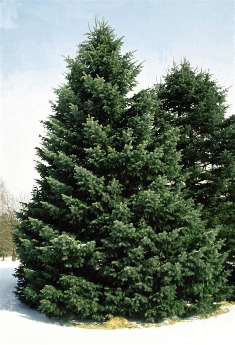 White Fir Abies Concolor