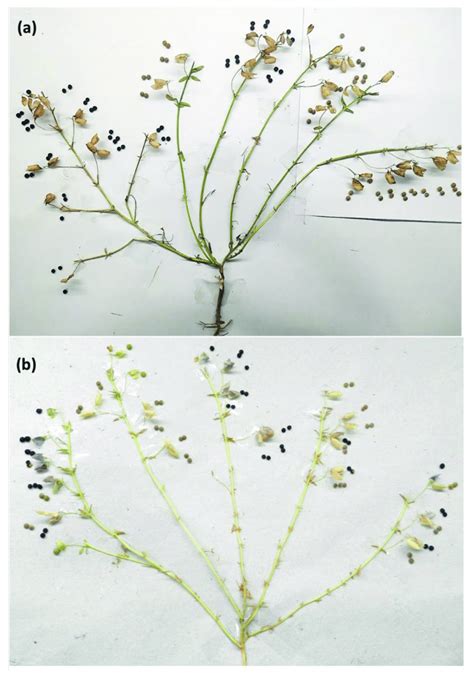 A Representative Picture Of A Lentil Plant L4717 Nm Showing A Both